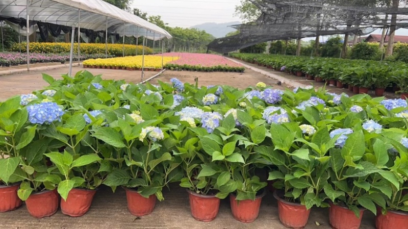 绣球花福建漳州精品绣球花苗圃种植基地长期供应大小规格