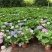 绣球花福建漳州精品绣球花苗圃种植基地长期供应大小规格