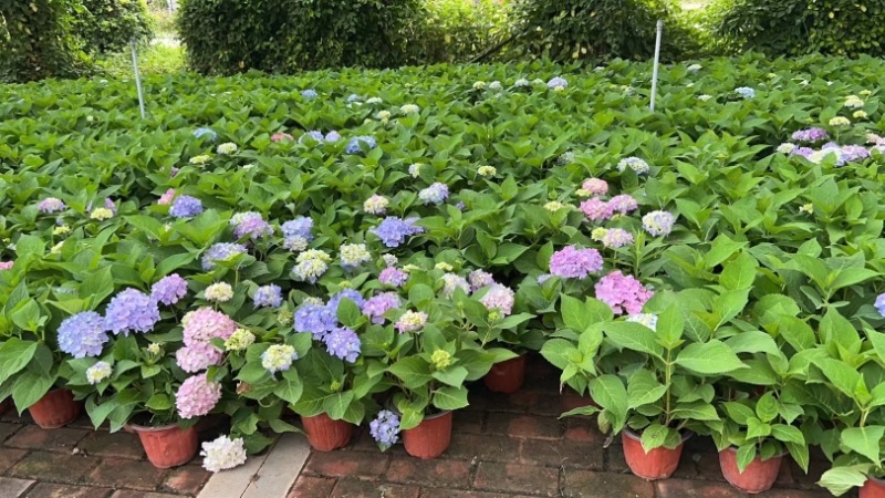 绣球花福建漳州精品绣球花苗圃种植基地长期供应大小规格