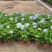 绣球花福建漳州精品绣球花苗圃种植基地长期供应大小规格