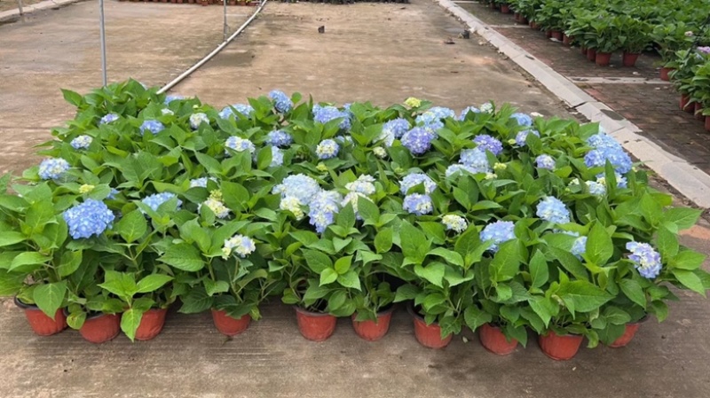绣球花福建漳州精品绣球花苗圃种植基地长期供应大小规格