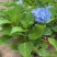 绣球花福建漳州精品绣球花苗圃种植基地长期供应大小规格