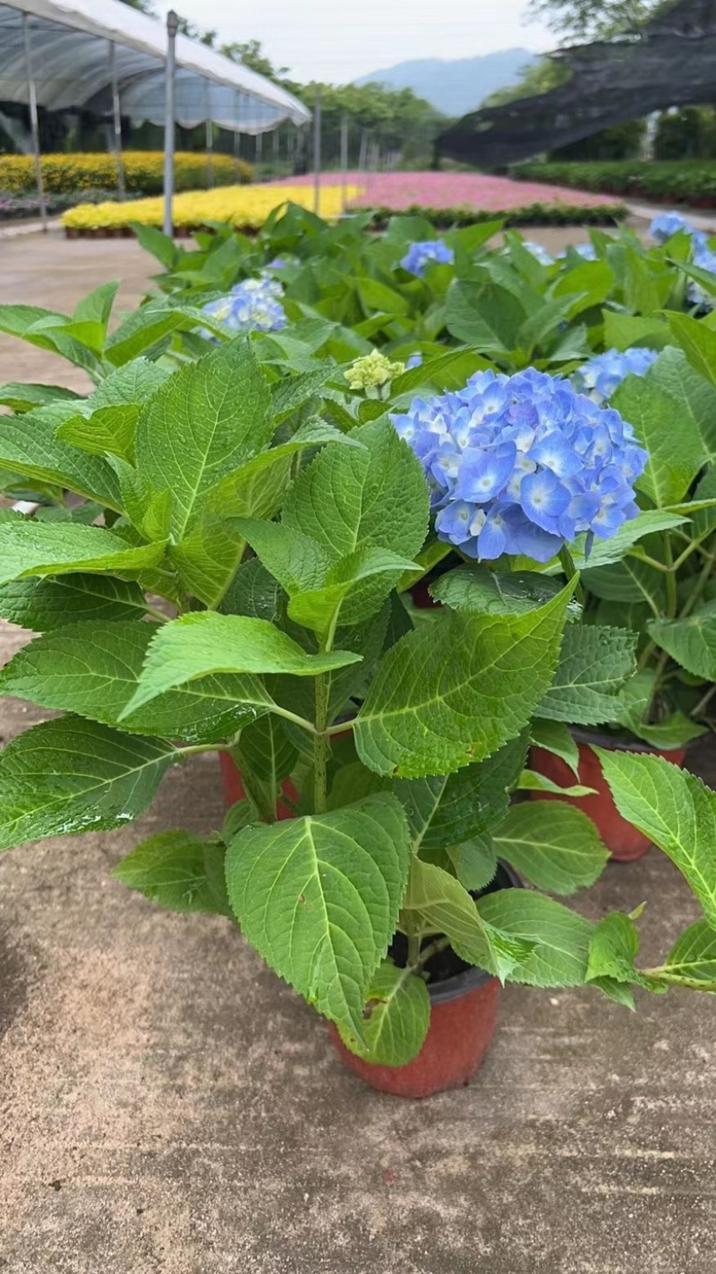 绣球花福建漳州精品绣球花苗圃种植基地长期供应大小规格