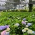绣球花福建漳州精品绣球花苗圃种植基地长期供应大小规格