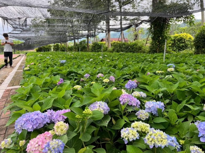 绣球花福建漳州精品绣球花苗圃种植基地长期供应大小规格
