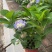 绣球花福建漳州精品绣球花苗圃种植基地长期供应大小规格