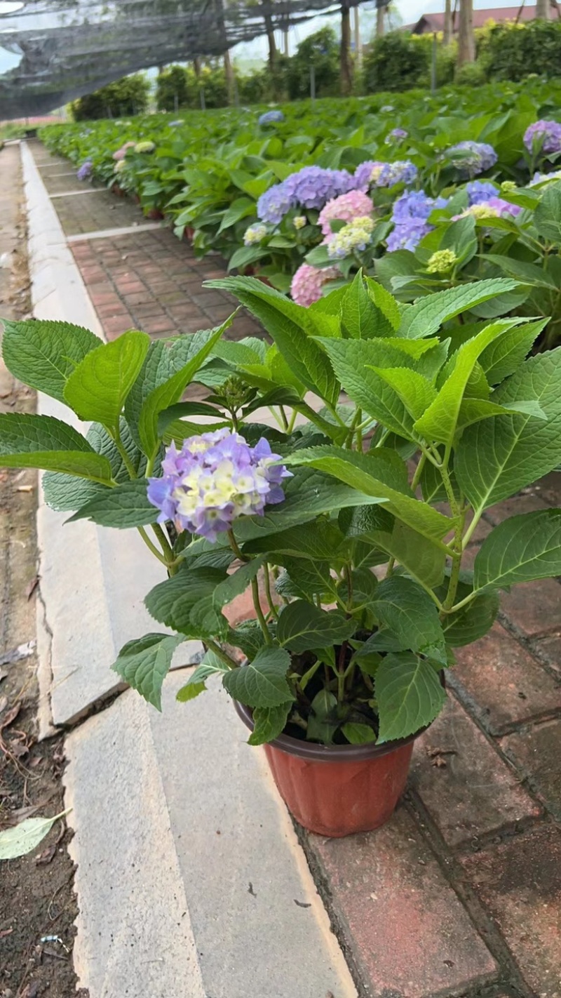 绣球花福建漳州精品绣球花苗圃种植基地长期供应大小规格