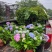 绣球花福建漳州精品绣球花苗圃种植基地长期供应大小规格