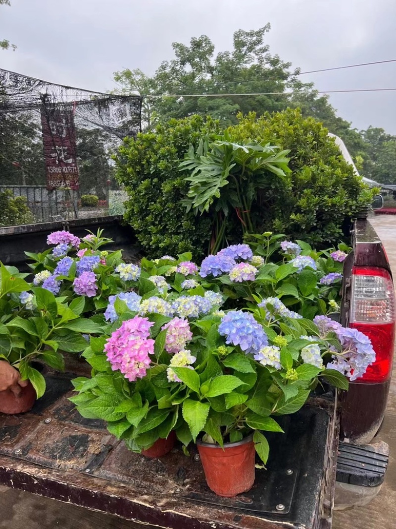 绣球花福建漳州精品绣球花苗圃种植基地长期供应大小规格
