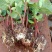 云南昆明斗南花卉基地相思豆火龙珠小苗红粉绿白果色盆栽花苗