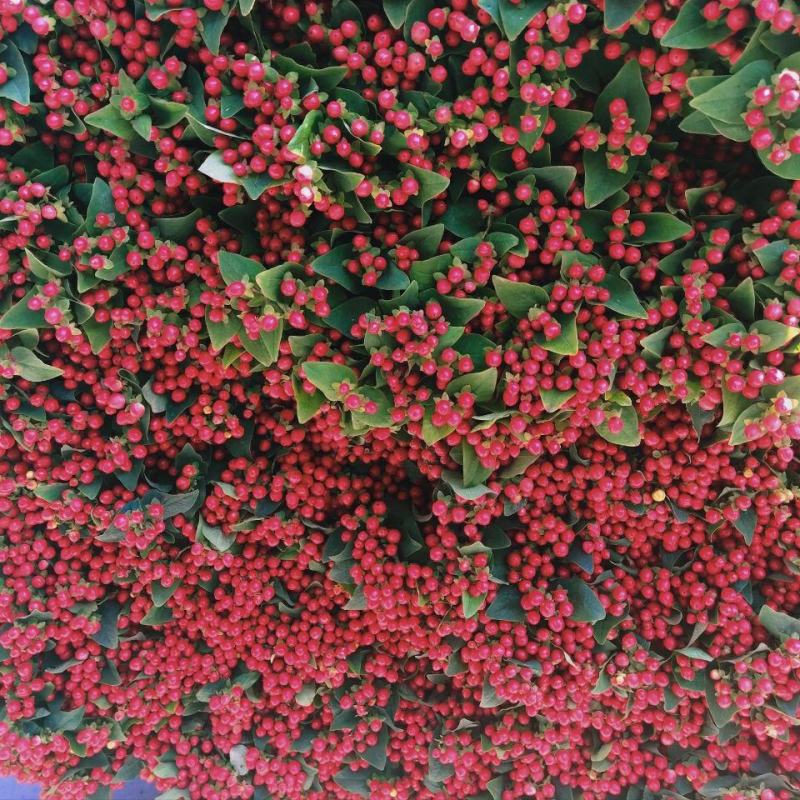 云南昆明斗南花卉基地相思豆火龙珠小苗红粉绿白果色盆栽花苗