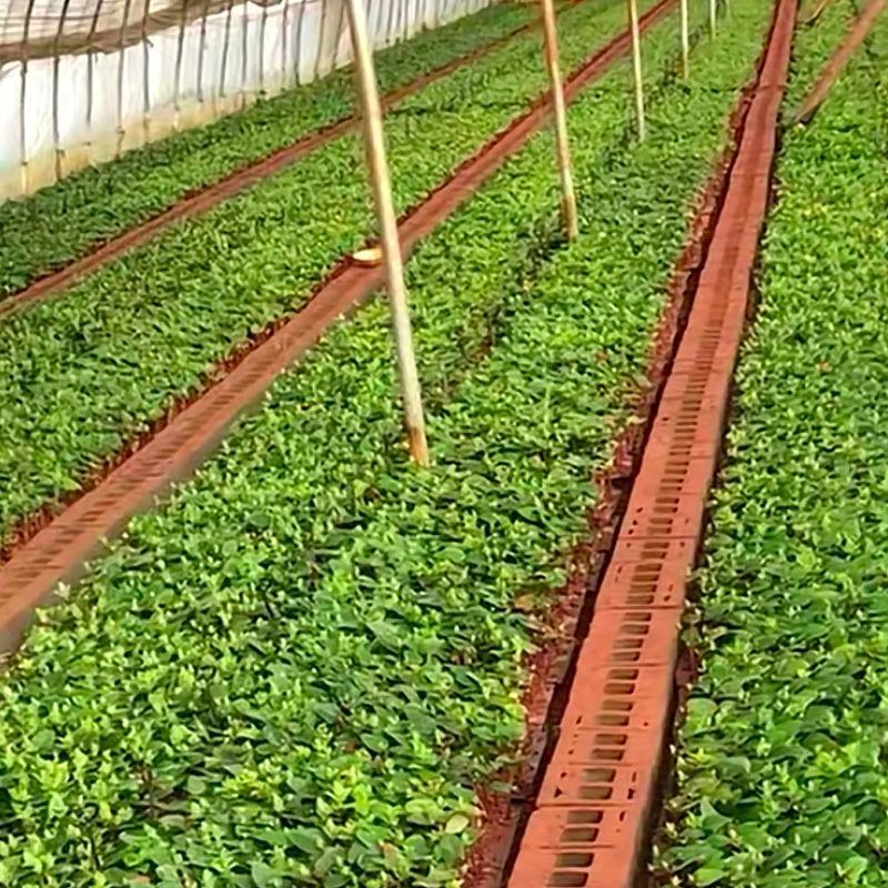 云南昆明斗南花卉基地相思豆火龙珠小苗红粉绿白果色盆栽花苗