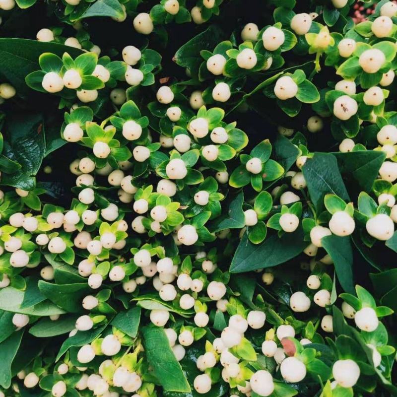 云南昆明斗南花卉基地相思豆火龙珠小苗红粉绿白果色盆栽花苗