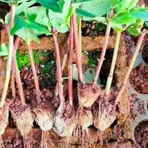 云南昆明斗南花卉基地相思豆火龙珠小苗红粉绿白果色盆栽花苗