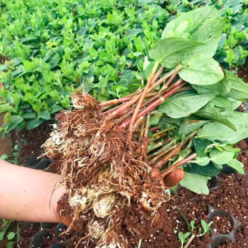 云南昆明斗南花卉基地相思豆火龙珠小苗红粉绿白果色盆栽花苗