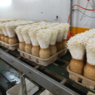 御用山珍：金针菇