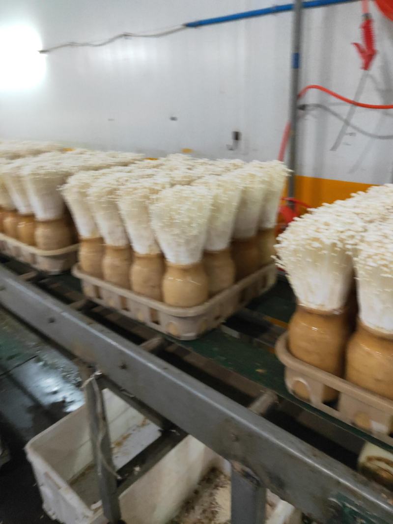 御用山珍：金针菇