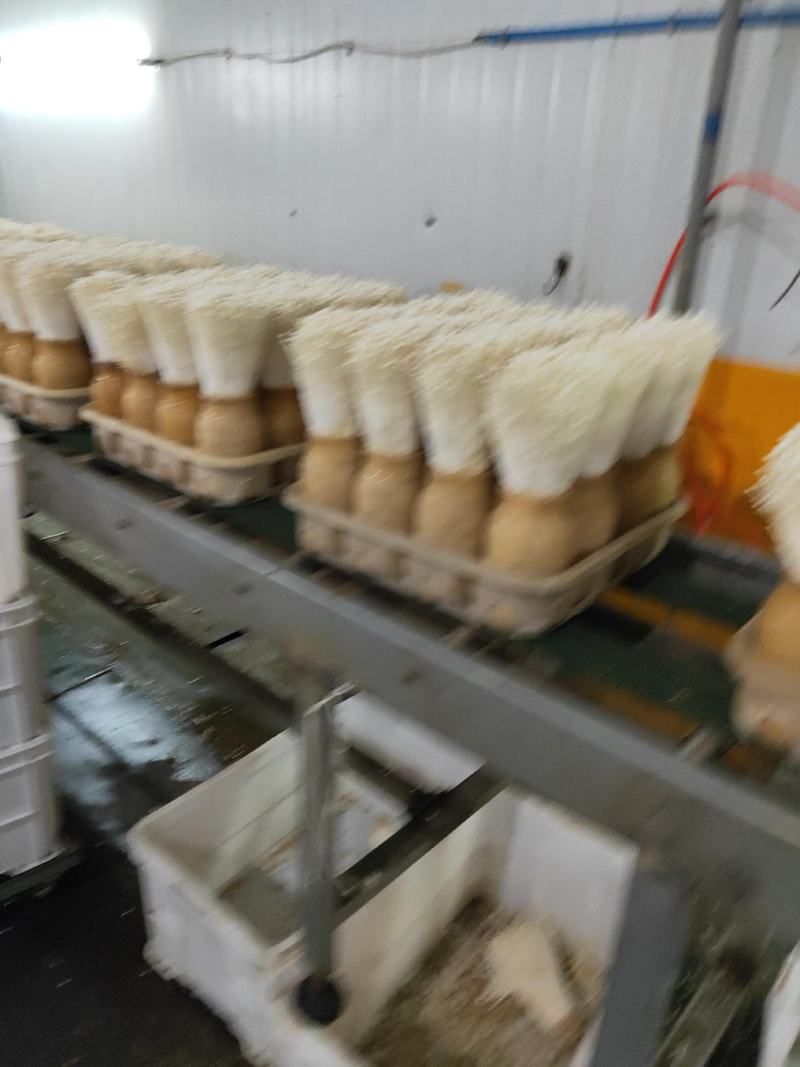 御用山珍：金针菇