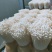 御用山珍：金针菇