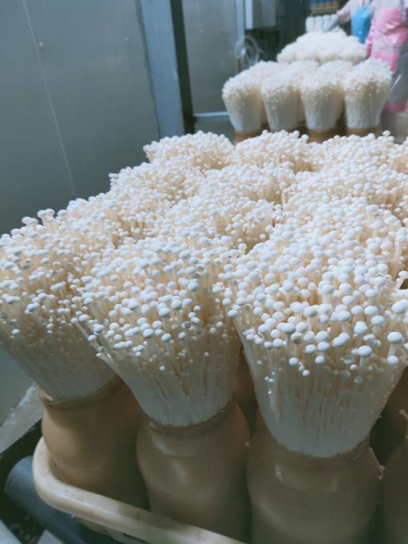 御用山珍：金针菇