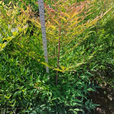 蓝天竹16杯兰天竹