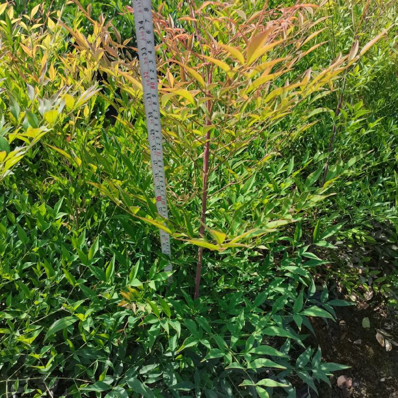 蓝天竹16杯兰天竹