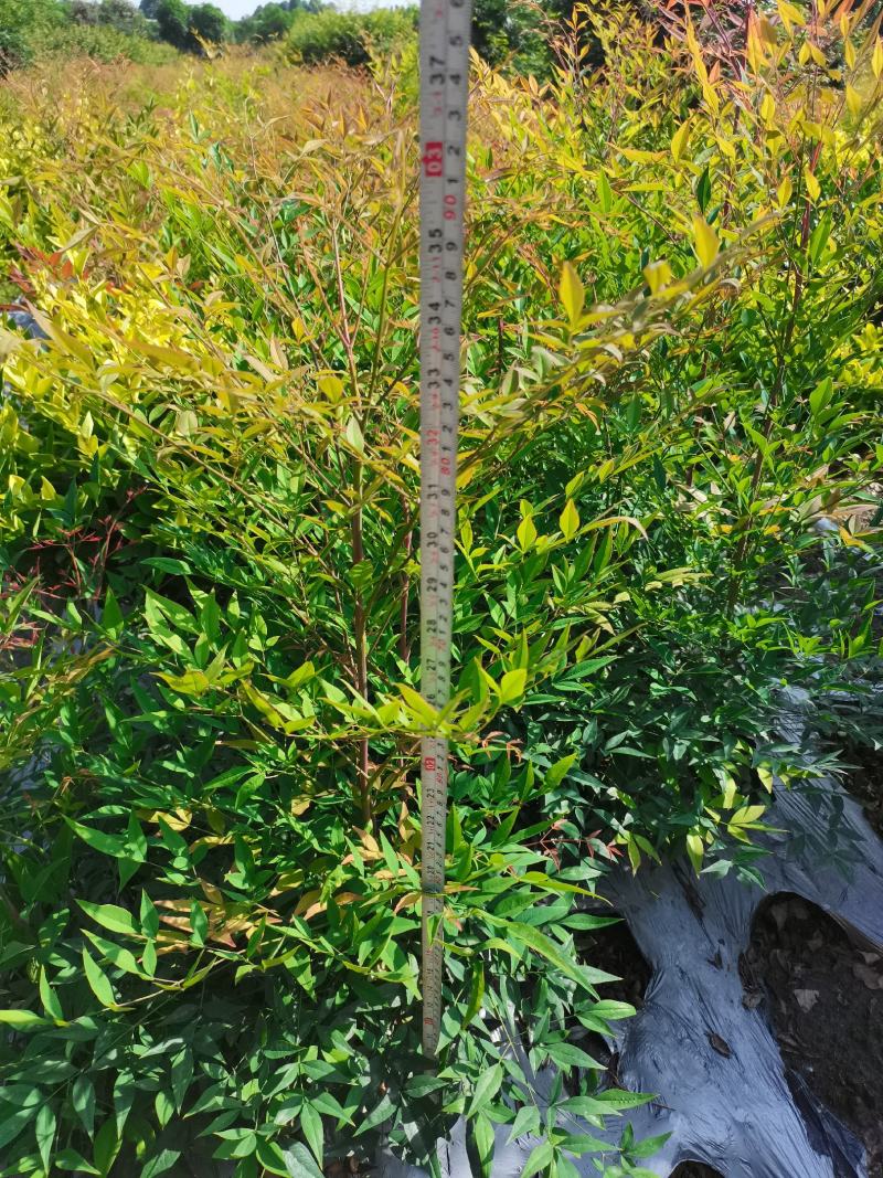 蓝天竹16杯兰天竹