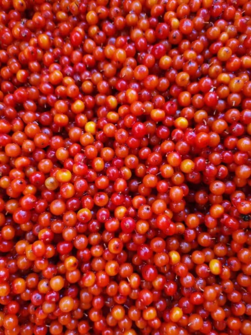 沙棘产品，野生小果沙棘原浆，沙棘果油。沙棘茶，各种沙棘苗