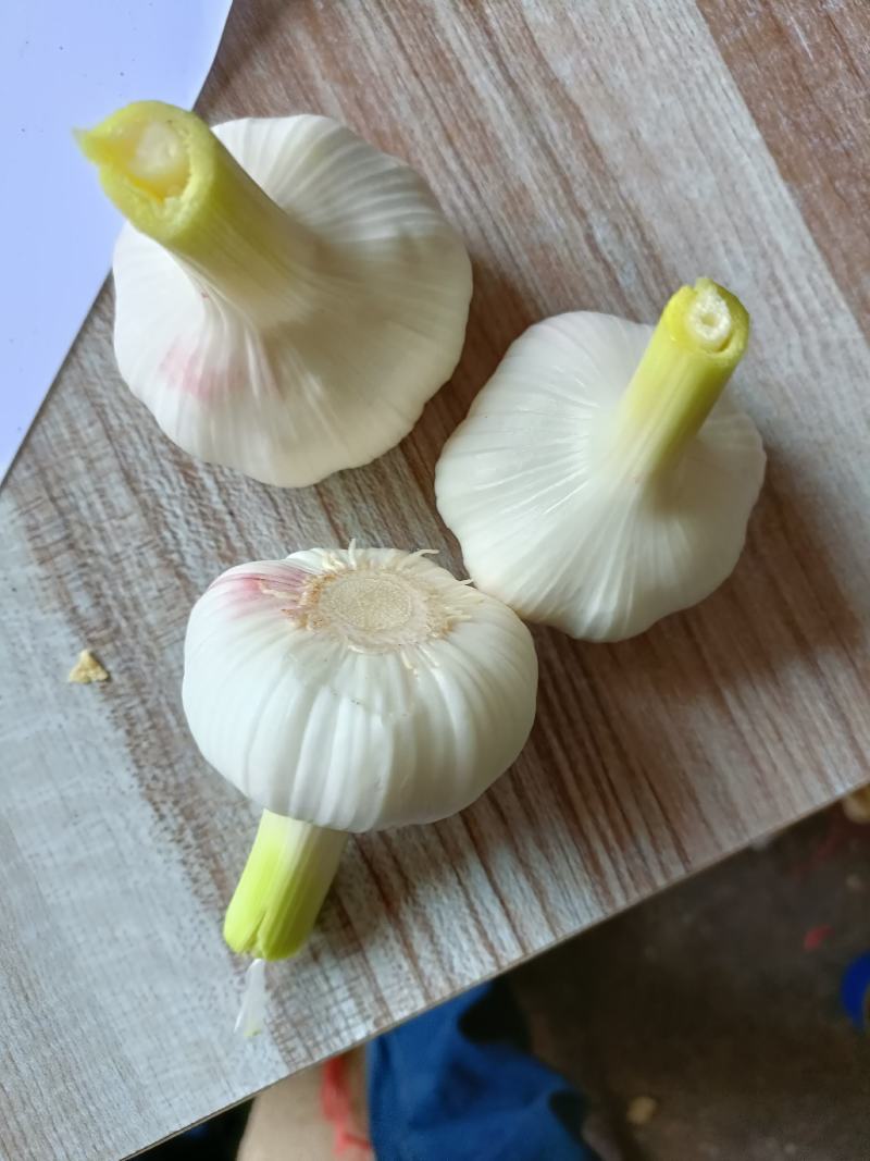 大蒜，毛蒜，净蒜，太空已上市，货源允足质量好，