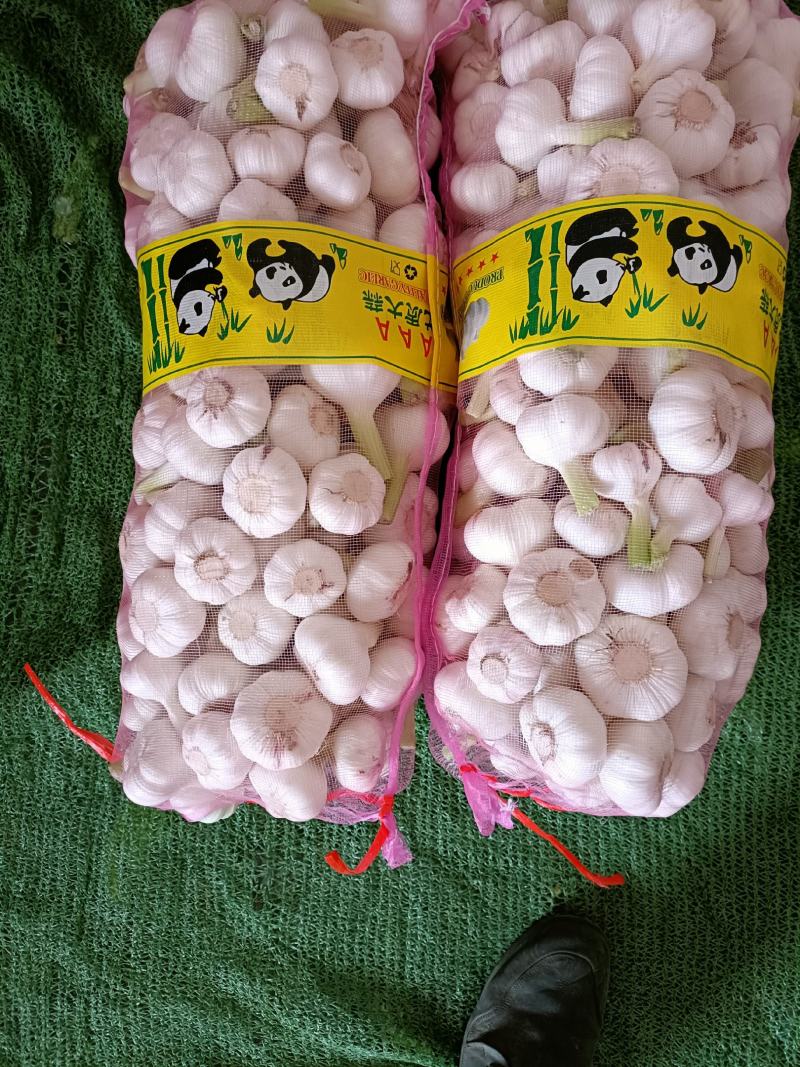 大蒜，毛蒜，净蒜，太空已上市，货源允足质量好，