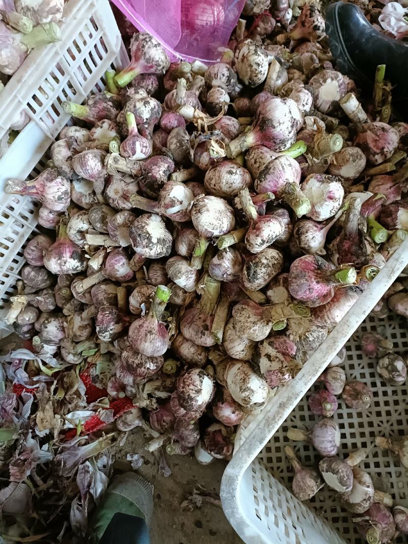 大蒜，毛蒜，净蒜，太空已上市，货源允足质量好，