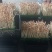 黄水雨旺合作社水培花生芽全国供货，农户加盟合作共赢，技术