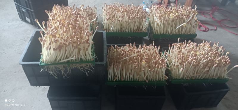 黄水雨旺合作社水培花生芽全国供货，农户加盟合作共赢，技术