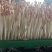 黄水雨旺合作社水培花生芽全国供货，农户加盟合作共赢，技术