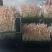 黄水雨旺合作社水培花生芽全国供货，农户加盟合作共赢，技术