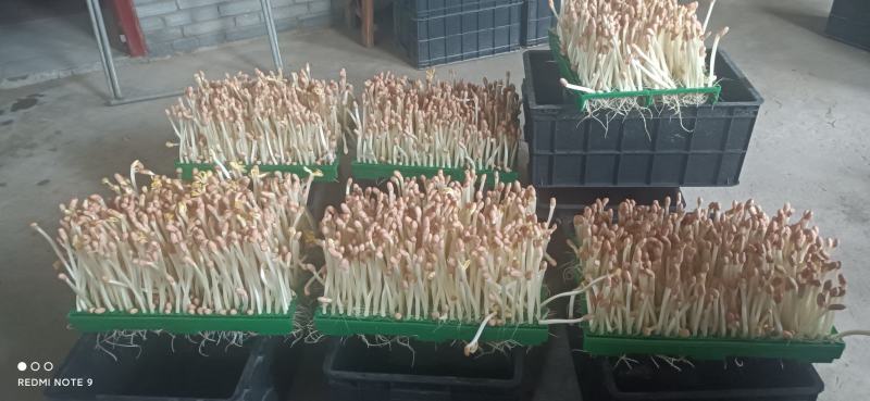 黄水雨旺合作社水培花生芽全国供货，农户加盟合作共赢，技术