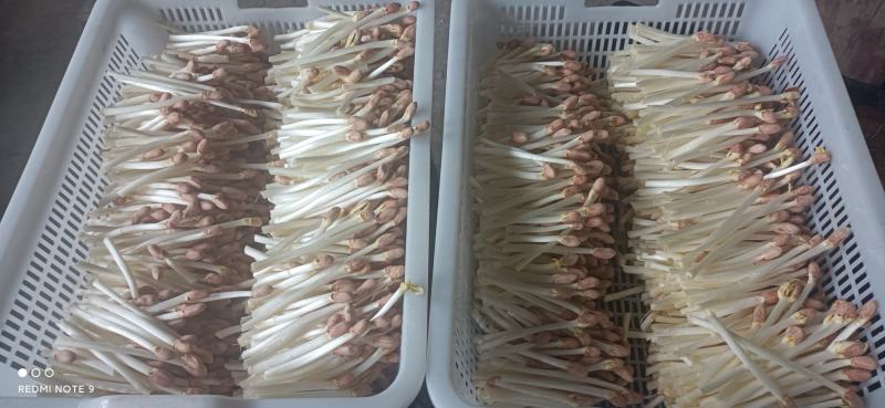 黄水雨旺合作社水培花生芽全国供货，农户加盟合作共赢，技术