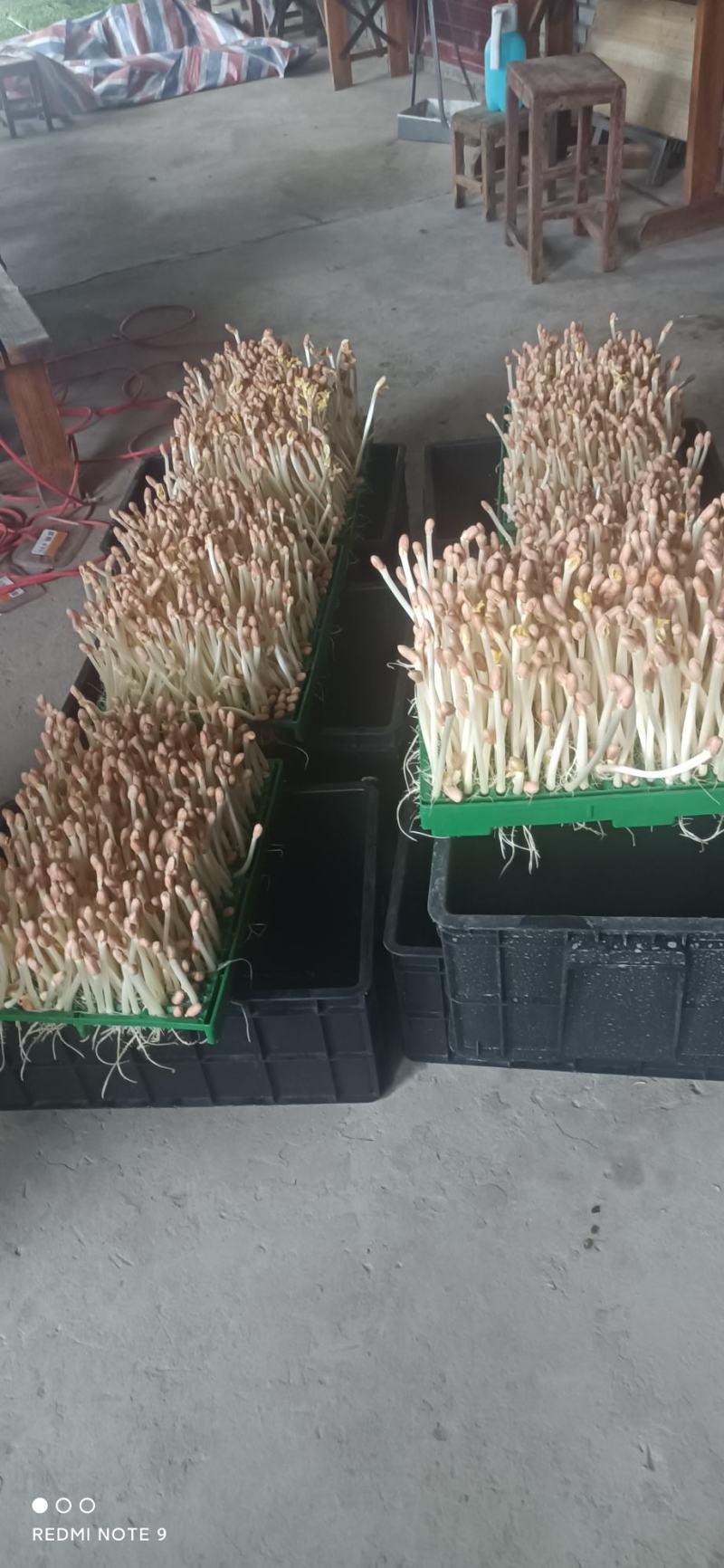 黄水雨旺合作社水培花生芽全国供货，农户加盟合作共赢，技术