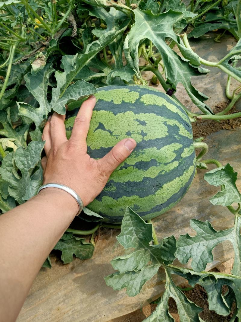 山西运城夏宝无籽西瓜个大皮薄皮色好原生苗