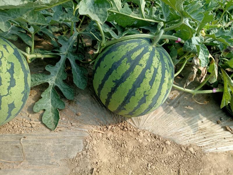 山西运城夏宝无籽西瓜个大皮薄皮色好原生苗