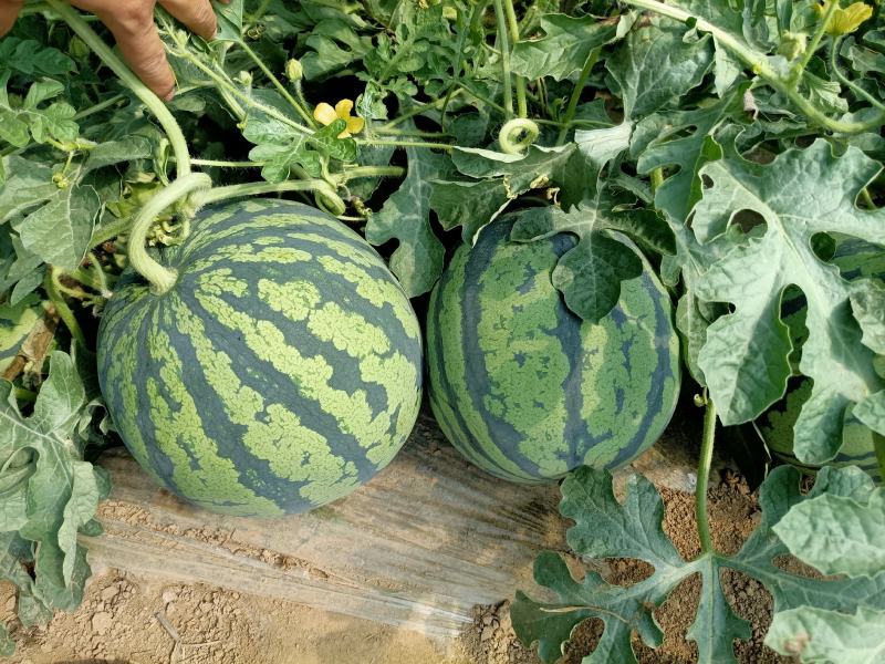 山西运城夏宝无籽西瓜个大皮薄皮色好原生苗