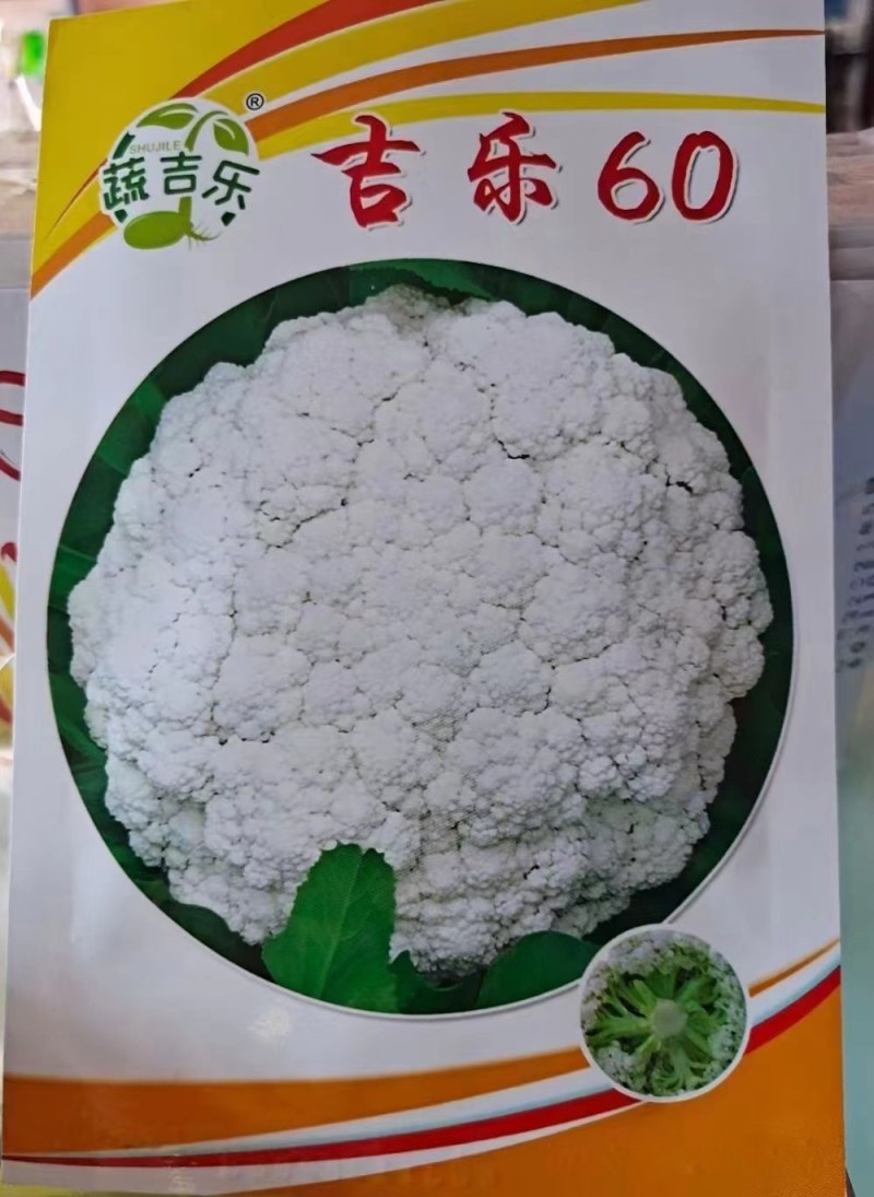 60天花菜苗65天耐热有机菜花苗青梗小米粒有机花菜苗