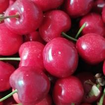 灵宝美味大樱桃大量上市早大果，红灯、布路克斯、美枣等品种