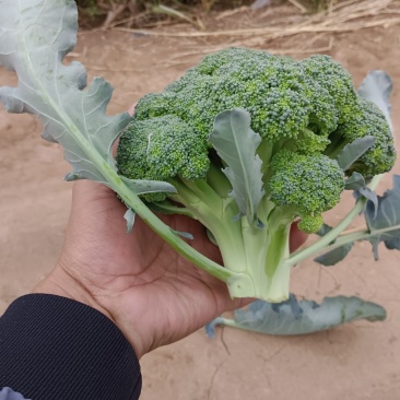邯郸魏县精品西兰花对接商超电商欢迎来购