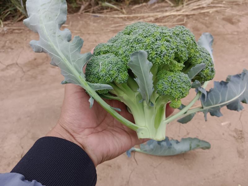 邯郸魏县精品西兰花对接商超电商欢迎来购