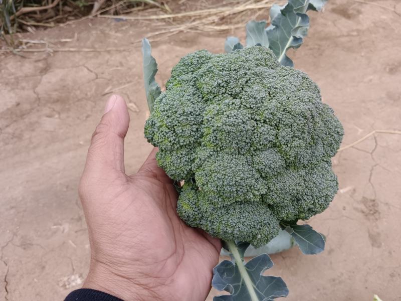 邯郸魏县精品西兰花对接商超电商欢迎来购