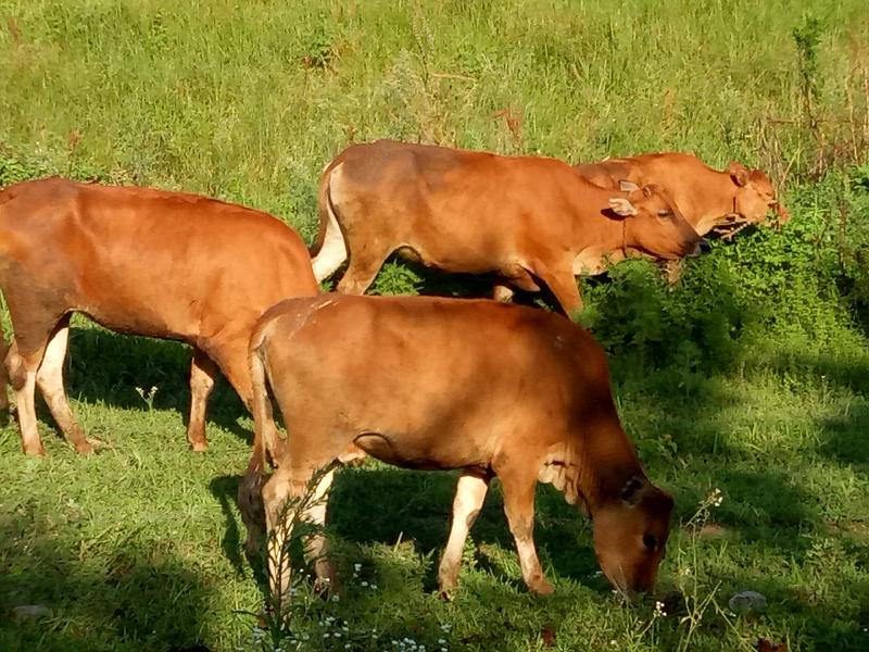 黄牛小牛出售活牛苗小牛仔肉牛活体小牛崽