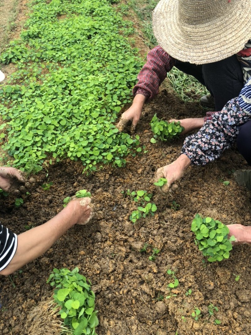 江西粉防己种苗，防己苗