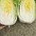 白菜黄心大白菜产地直销保质保量欢迎订购。