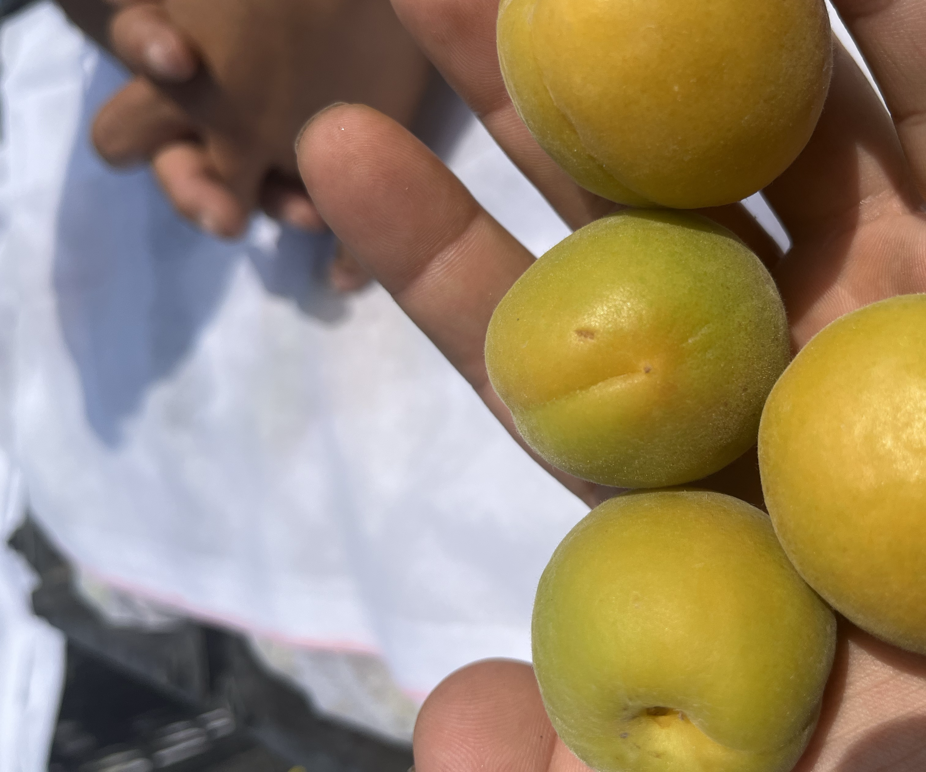 新鲜成熟鲜食杏(Prunus armeniaca)整果特写,果皮呈均匀金黄色带浅红晕,覆盖细密白色绒毛,果肉厚实微透明,无裂口或腐斑,展现最佳食用品质 鲜食杏果实特写:金黄色绒毛果皮完整,果肉饱满多汁,表面可见细微果点,背景为绿色枝叶,体现新鲜采摘状态